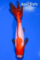 5.25" WAKIN GOLDFISH