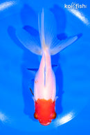 5.25" ORANDA GOLDFISH