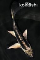 4.75" KIKOKURYU BUTTERFLY
