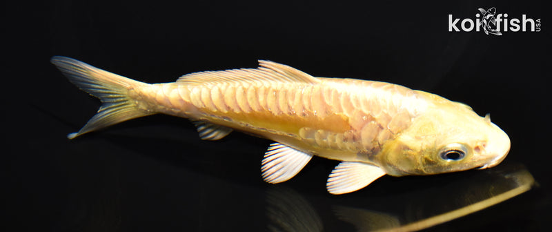5.5" ARAGOKE YAMABUKI OGON