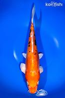 13.25" HEISEI NISHIKI