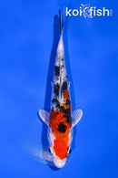 5.75" YAMATO NISHIKI