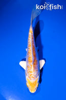 4" DOITSU LEMON HARIWAKE