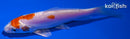 4.75" KIKUSUI