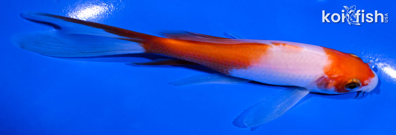 5.25" KOHAKU BUTTERFLY