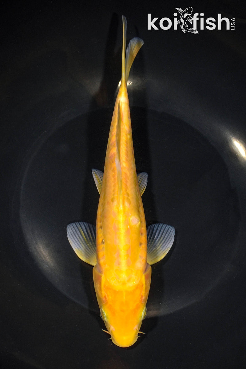 8.5" ARAGOKE KIGOI