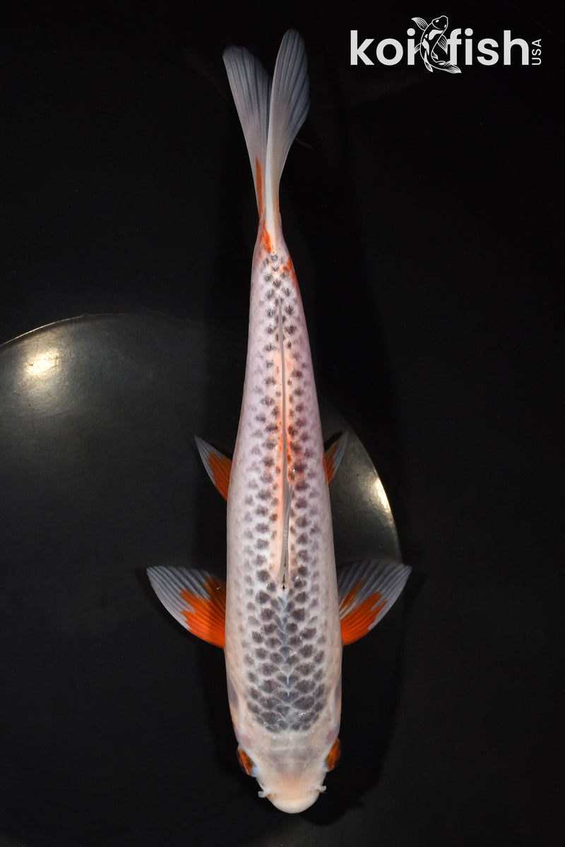 9" HI ASAGI
