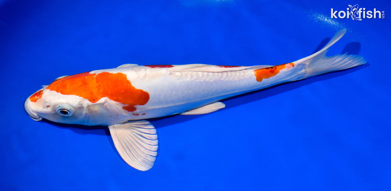12.5" KIKUSUI