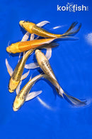 PACK OF (5) 5-6" BUTTERFLY KOI