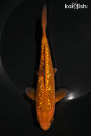6.5" GINRIN CHAGOI