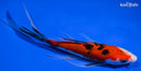 7.75" SANKE BUTTERFLY