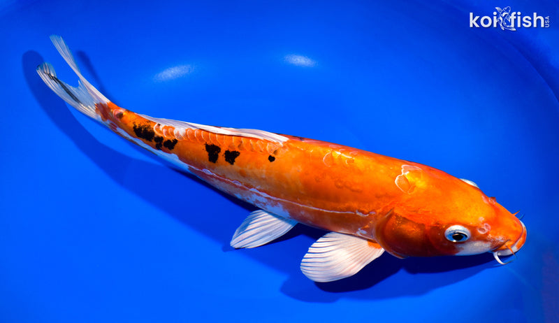 13.25" HEISEI NISHIKI