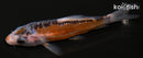 4" HI SHUSUI