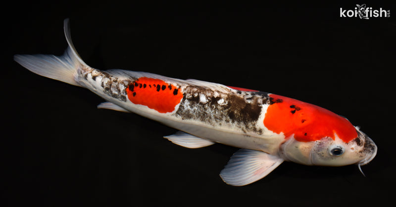 15.75" BENI KUMONRYU
