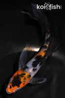 5.25" SHOWA BUTTERFLY