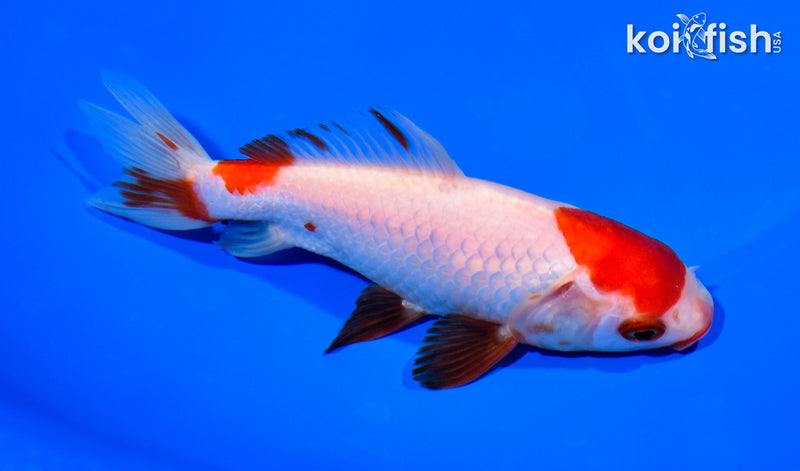 5.25" WAKIN GOLDFISH