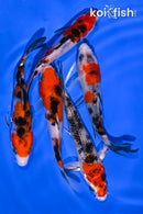 PACK OF (5) 4-4.5" STANDARD KOI