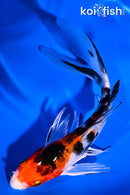 5.5" YAMATO NISHIKI BUTTERFLY