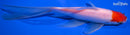 7.5" TANCHO COMET GOLDFISH