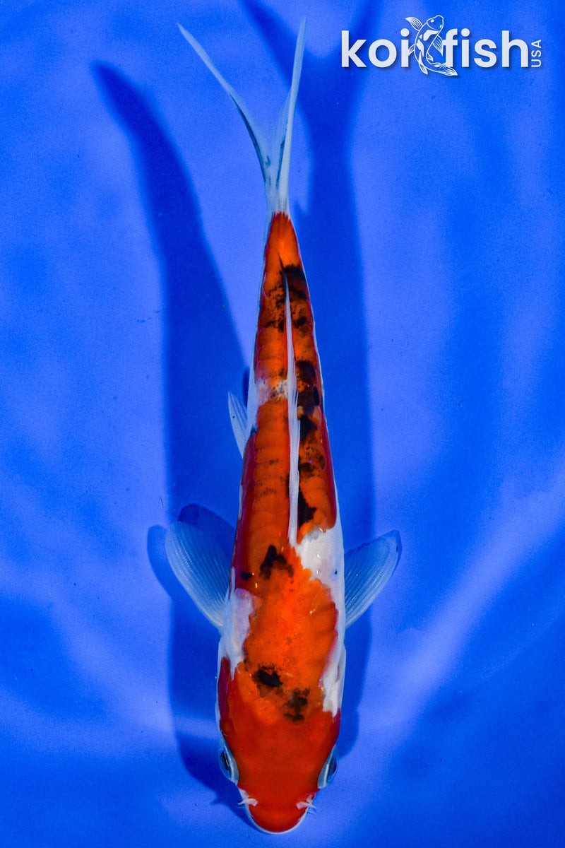 5.5" DOITSU SANKE