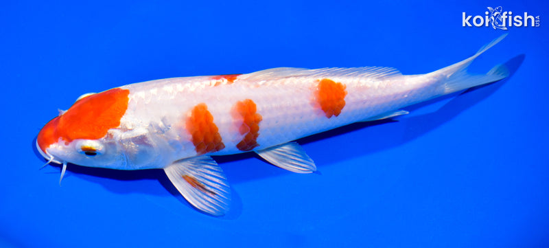 8.5" HARIWAKE