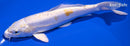 7" DOITSU LEMON HARIWAKE