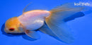 5" ORANDA GOLDFISH