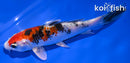5.75" YAMATO NISHIKI