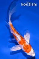 5.25" KIKUSUI BUTTERFLY