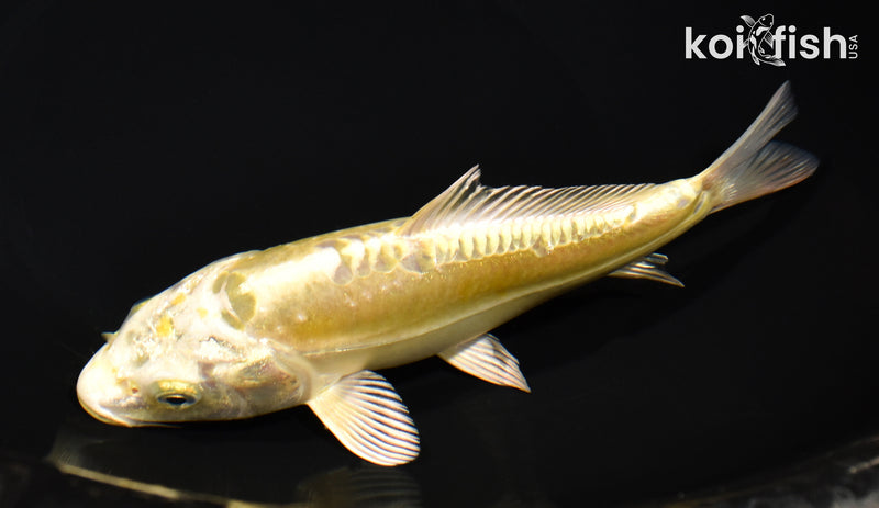 7" DOITSU YAMABUKI OGON