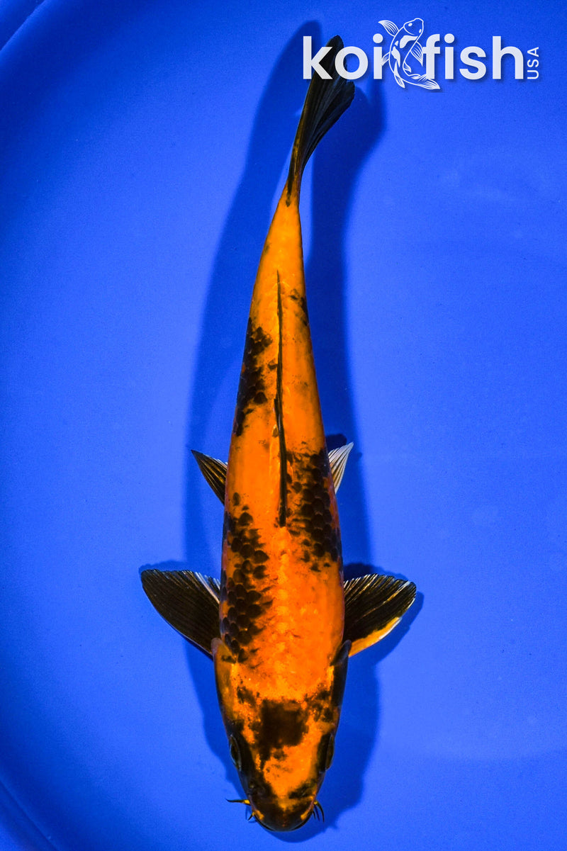8.25" KIN HI UTSURI