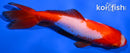 5.25" WAKIN GOLDFISH