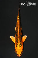 4" BENI KIKOKURYU