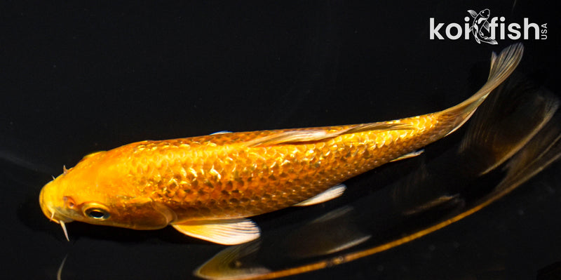 6" GINRIN YAMABUKI OGON