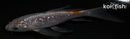5" GINRIN OCHIBA SHIGURE BUTTERFLY