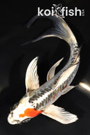 8" BENI KIKOKURYU BUTTERFLY