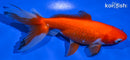 6" WAKIN GOLDFISH
