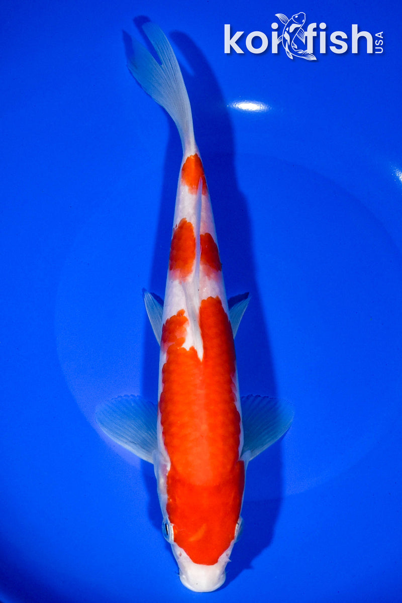 9" KOHAKU