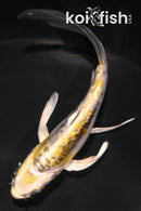 4.5" KIN KIKOKURYU BUTTERFLY
