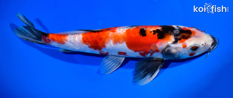 10.75" DOITSU SHOWA