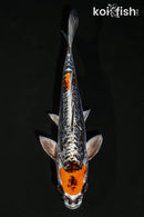 10.25" GINRIN ARAGOKE BENI KIKOKURYU