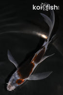 5.25" GOROMO BUTTERFLY