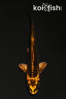 4.25" BENI KIKOKURYU
