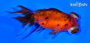 5" CALICO TELESCOPE FANTAIL GOLDFISH