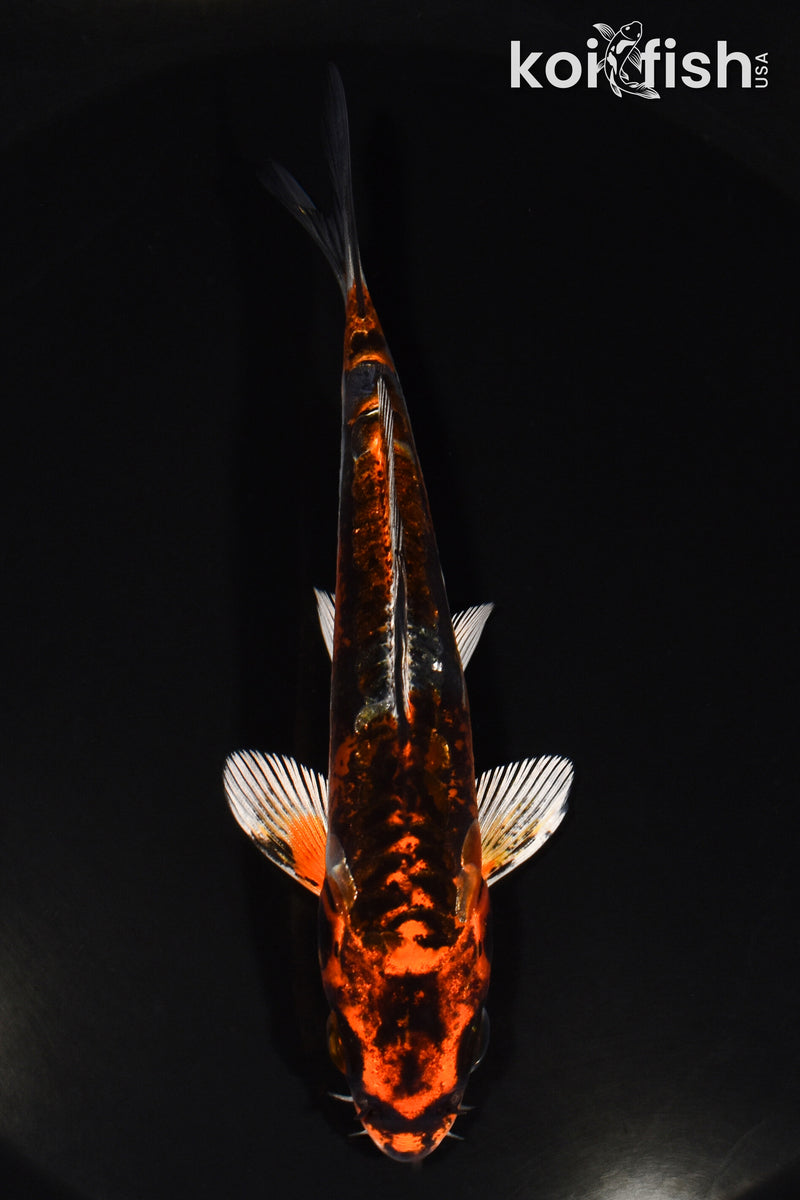 5" BENI KIKOKURYU
