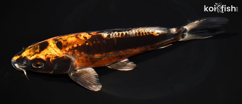 9.5" BENI KIKOKURYU
