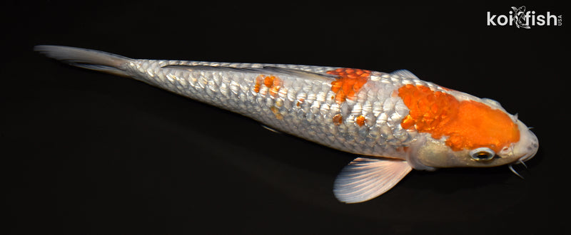 12.75" GINRIN OCHIBA SHIGURE