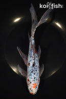 9" SHUBUNKIN GOLDFISH