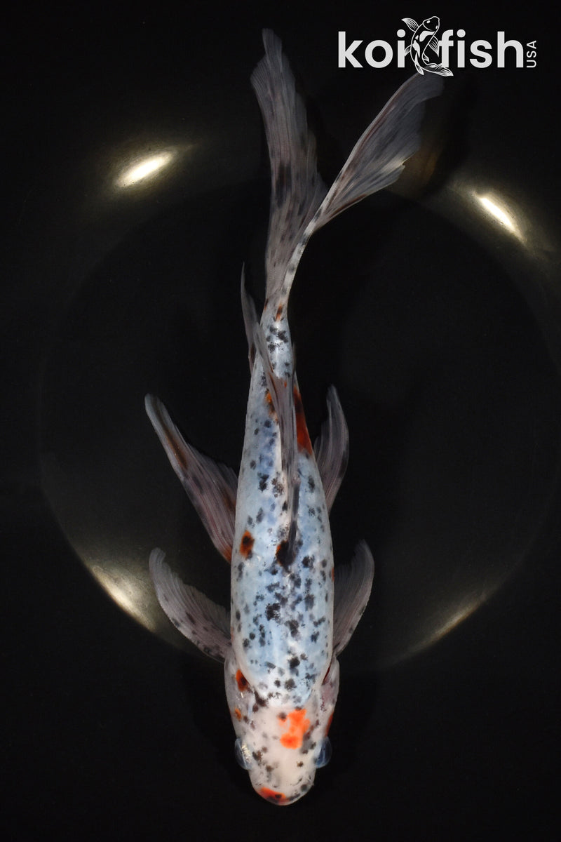 9" SHUBUNKIN GOLDFISH