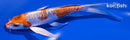 6.25" HEISEI NISHIKI BUTTERFLY